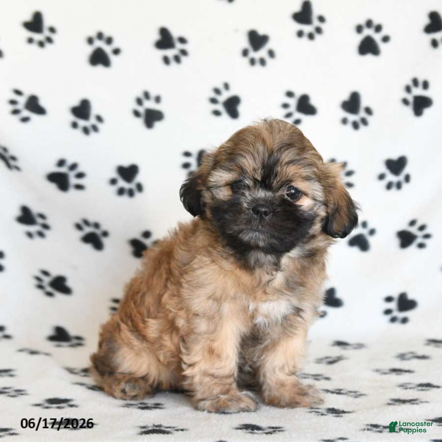 Shihpoo dogs Doreen - Ad 2