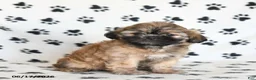 Shihpoo dogs for sale: Doreen - Ad 2