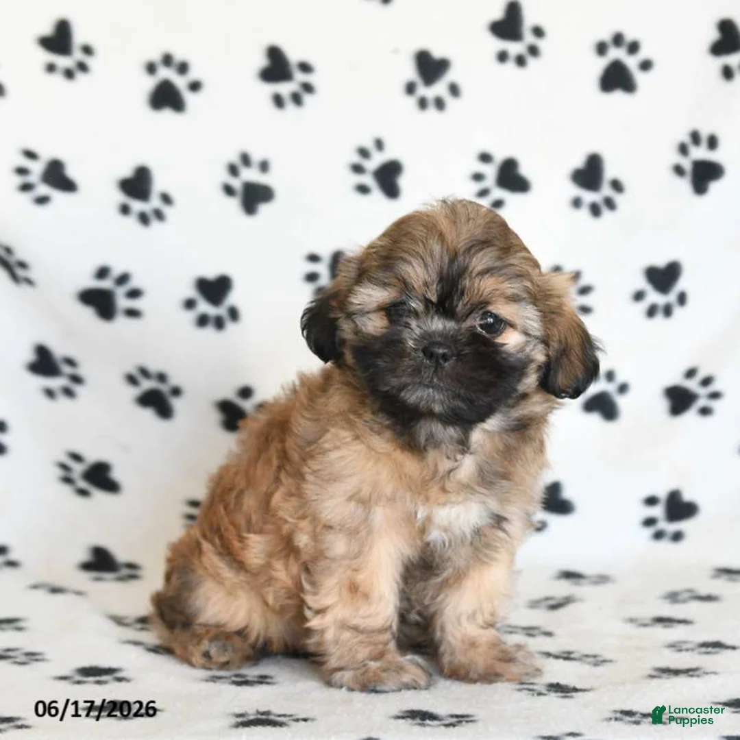 Shihpoo dogs for sale: Doreen - Ad 2