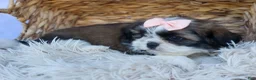Shih Tzu dogs for sale: SALLY - Ad 4