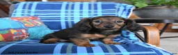 Miniature Dachshund dogs for sale: Lila  - Ad 2