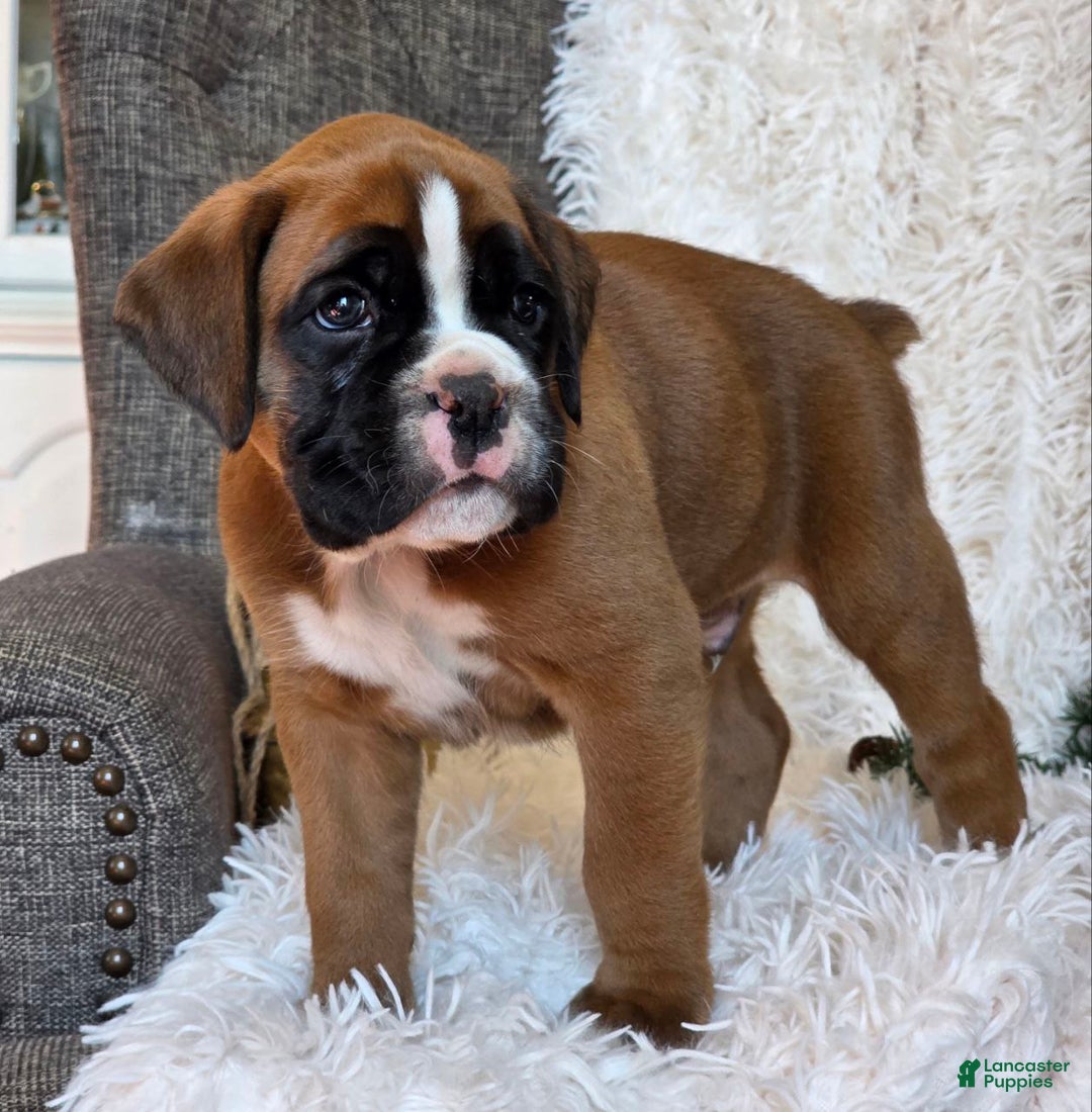 Boxer dogs for sale: Chelsea - Ad 14