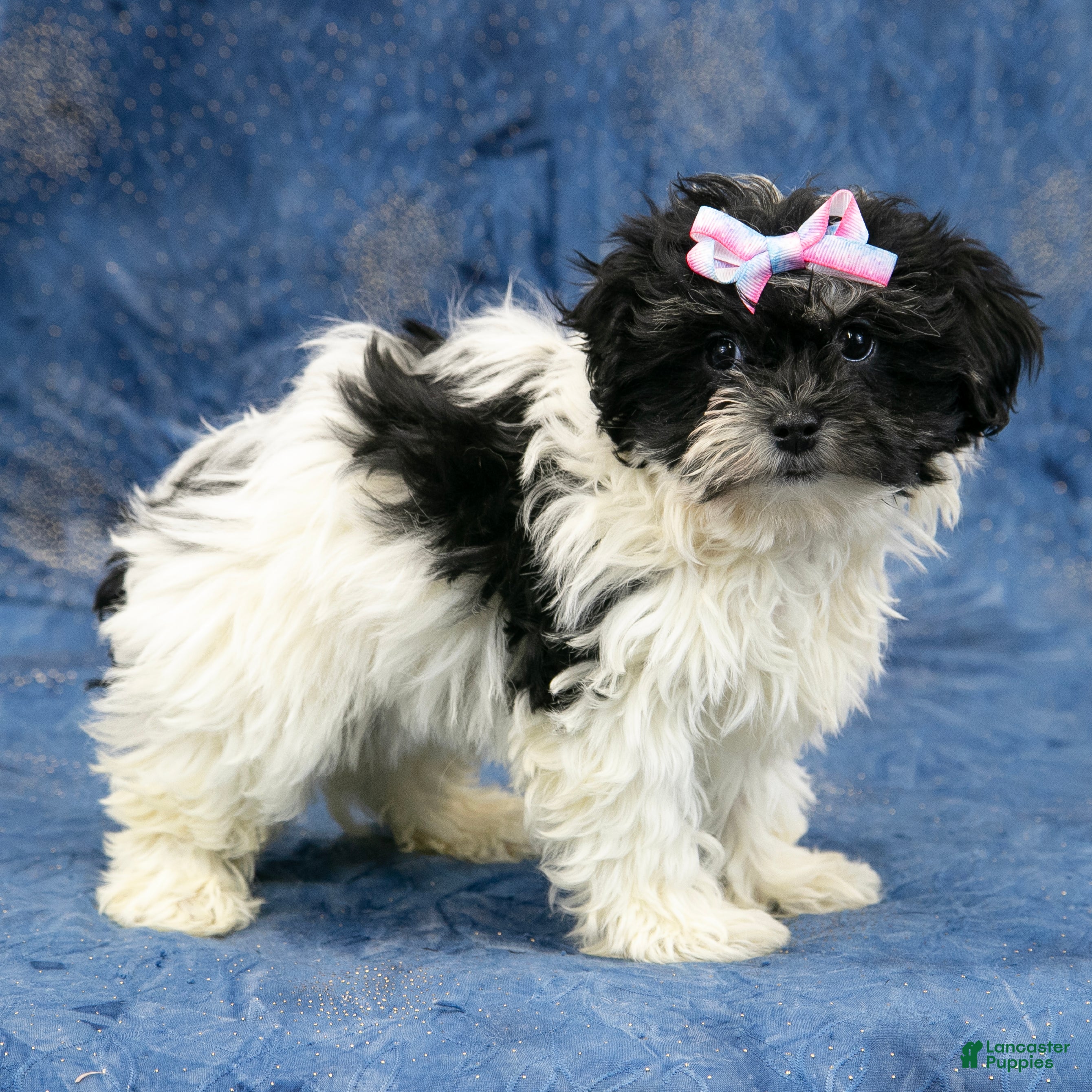 Havapoo dogs Sadie - Ad 30