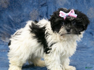 Havapoo dogs Sadie - Ad 11