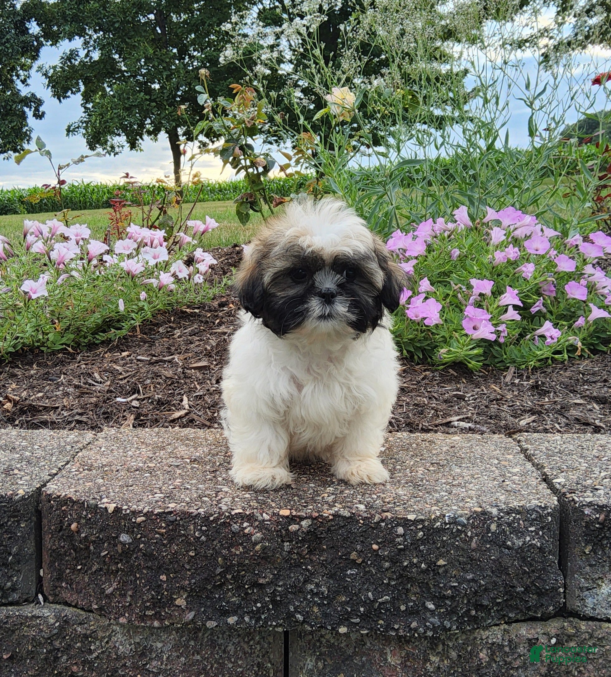 Shih Tzu dogs Amber - Ad 2