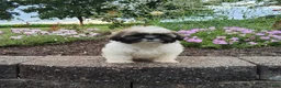 Shih Tzu dogs for sale: Amber - Ad 2