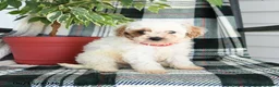 Cavapoo dogs for sale: Arlo - Ad 4