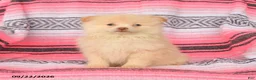 Pomeranian dogs for sale: Timmy - Ad 3
