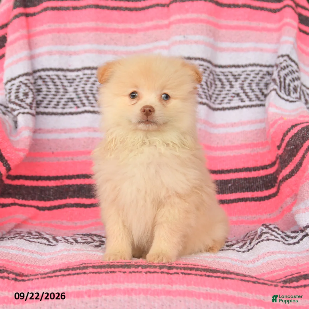 Pomeranian dogs for sale: Timmy - Ad 3