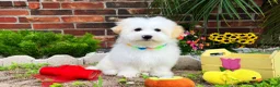 Maltipoo dogs for sale: Snow White - Ad 8