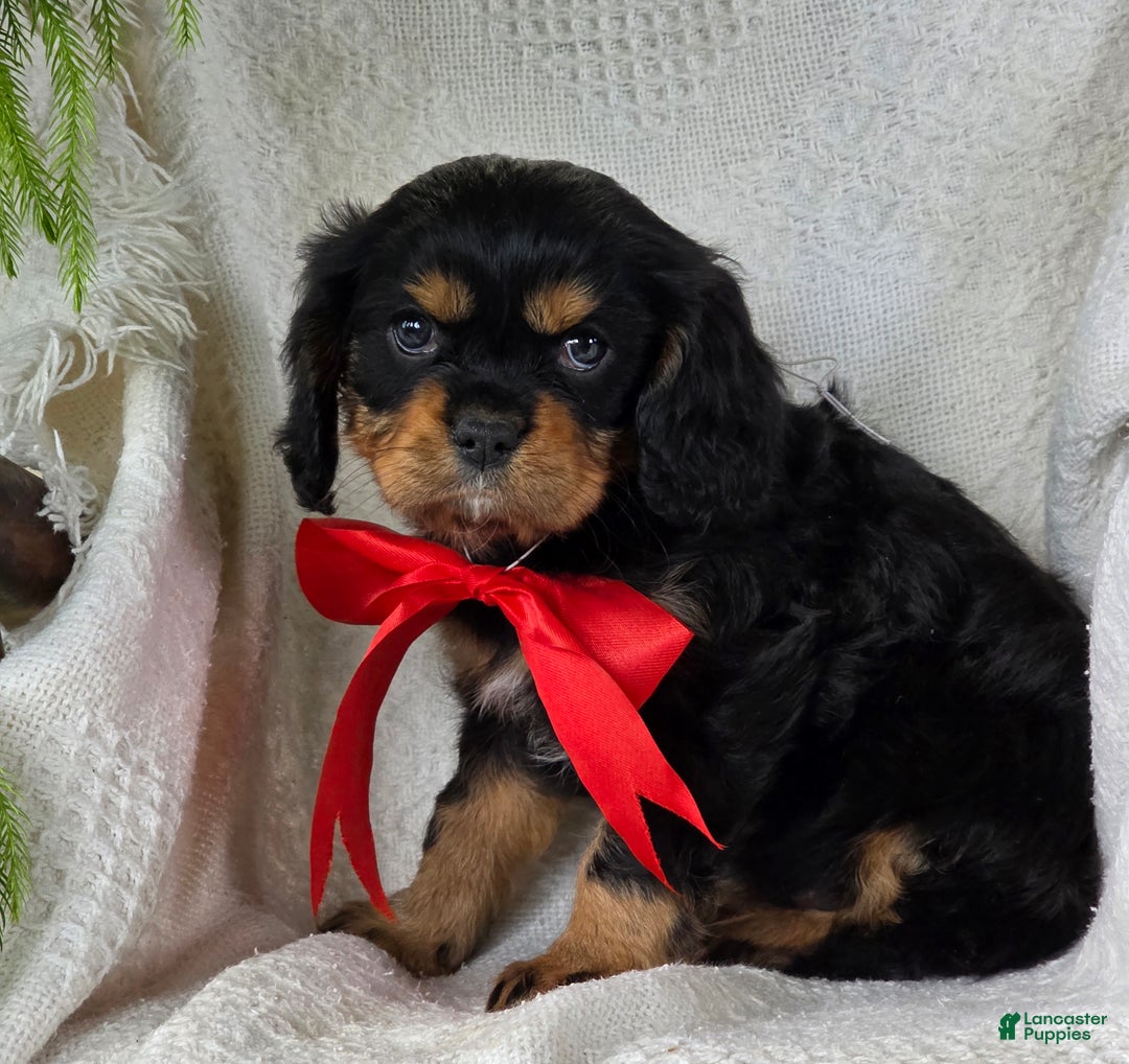Cavalier King Charles Spaniel dogs for sale: Jingle - Ad 3