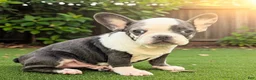 French Bulldog dogs for sale: Silver - Ad 4