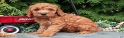Miniature Poodle dogs for sale: Lorenzo - Ad 3