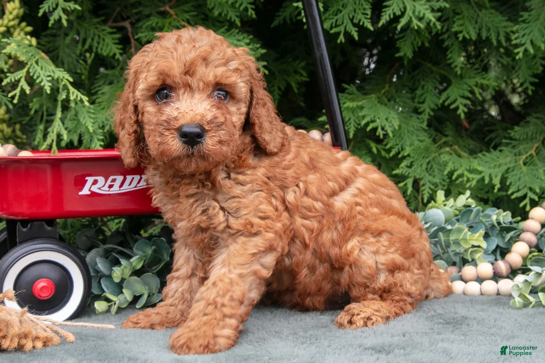 Miniature Poodle dogs for sale: Lorenzo - Ad 3