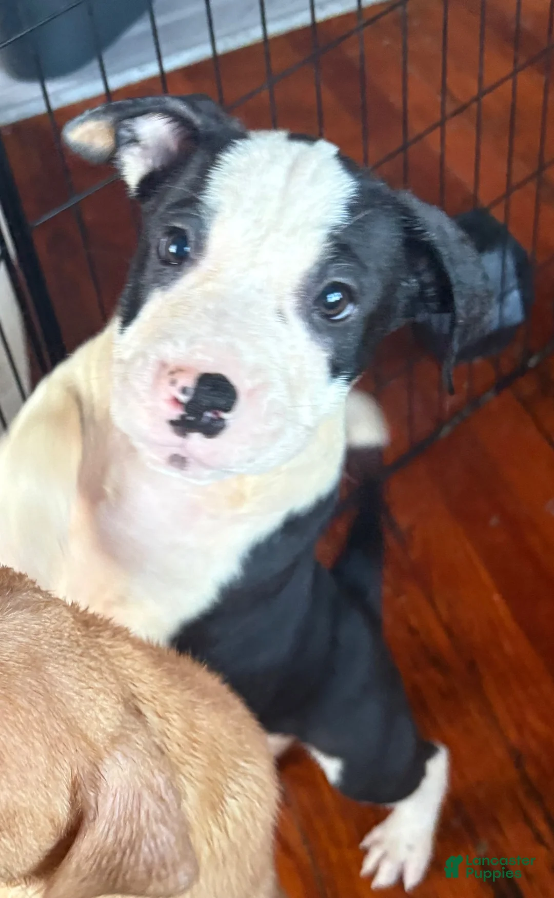 American Pit Bull Terrier dogs for sale: American Pit Bull Terrier 1 - Ad 2