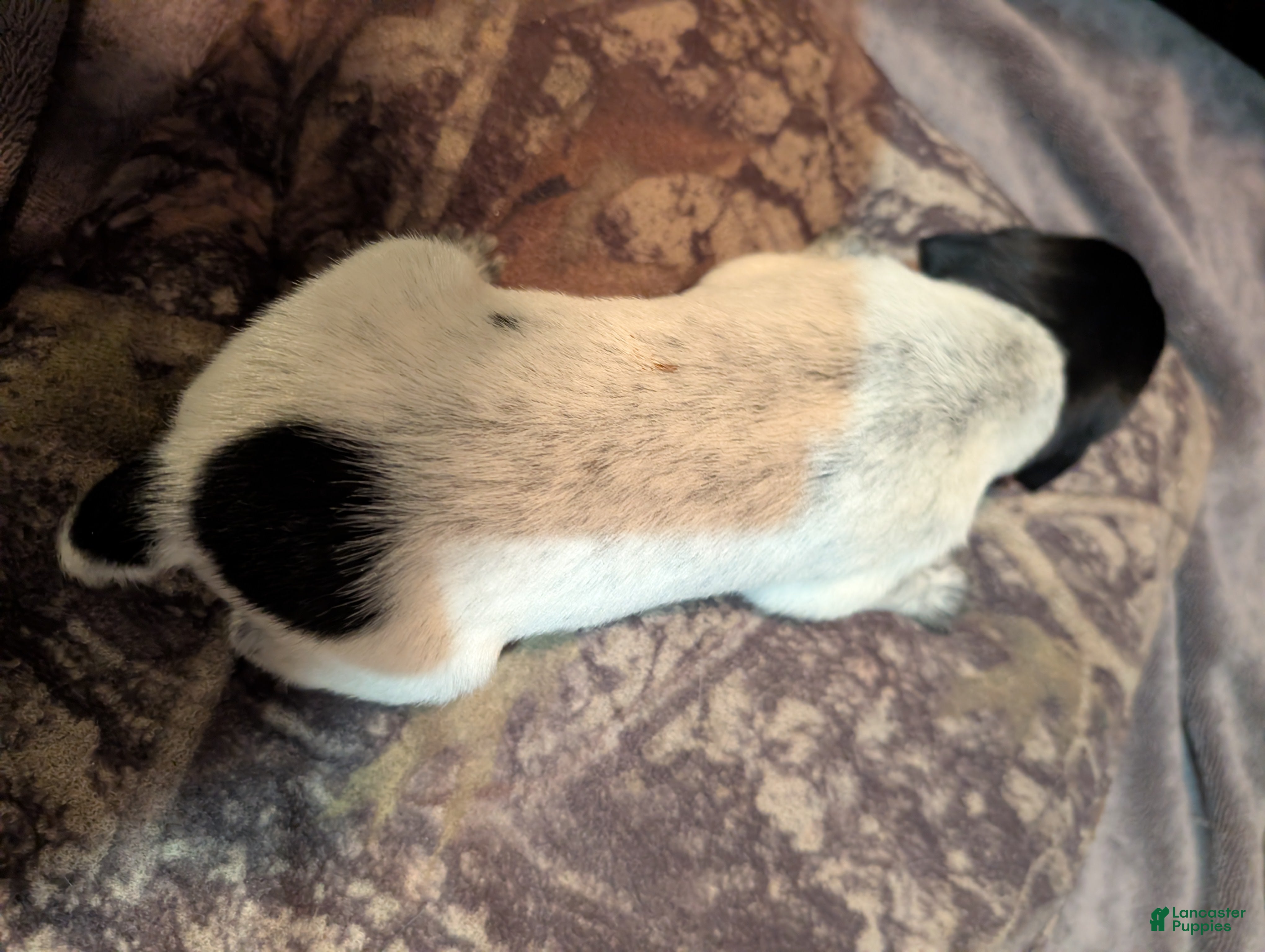 German Wirehaired Pointer dogs German Wirehaired Pointer Puppy 3 - Ad 3