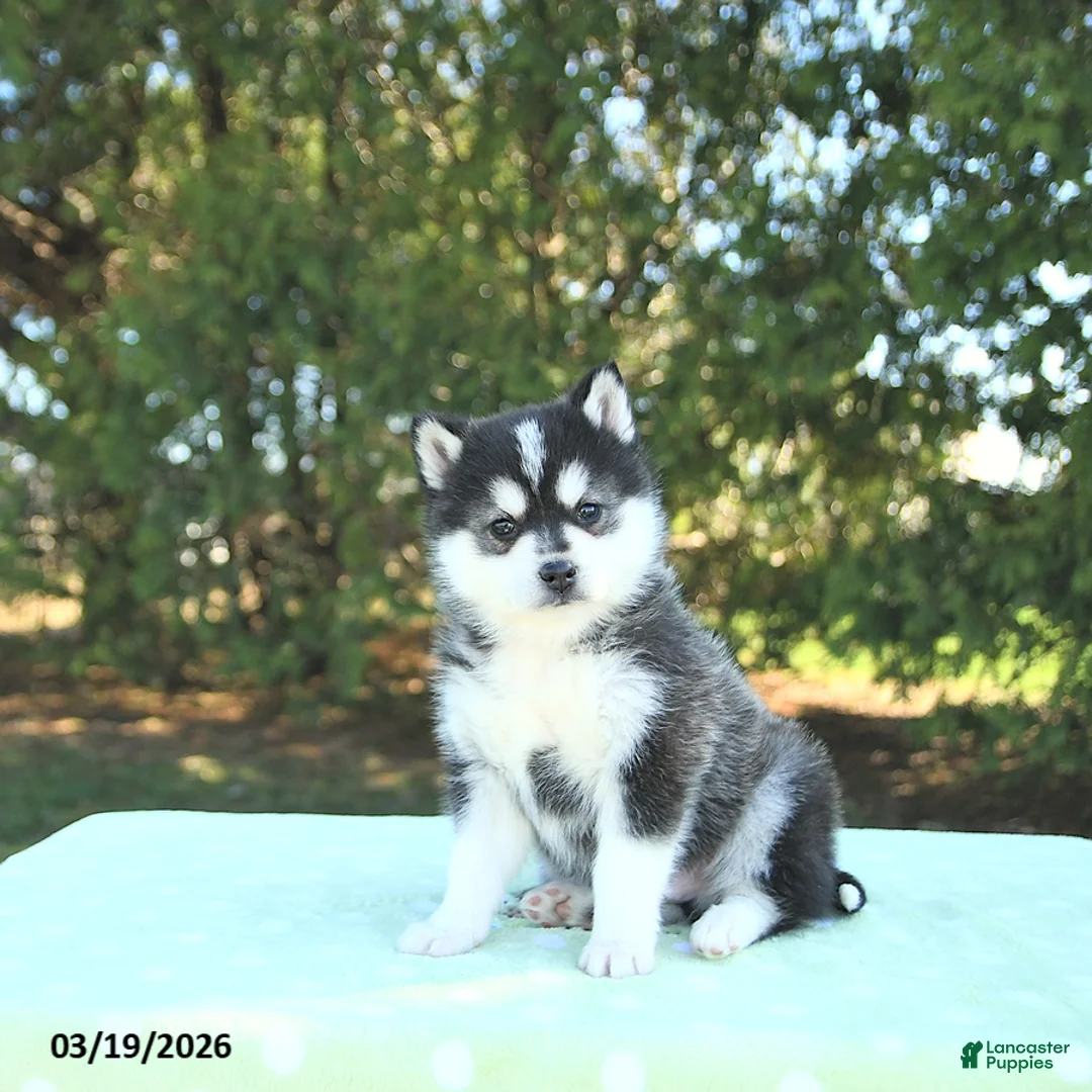 Pomsky dogs for sale: Hunter - Ad 1