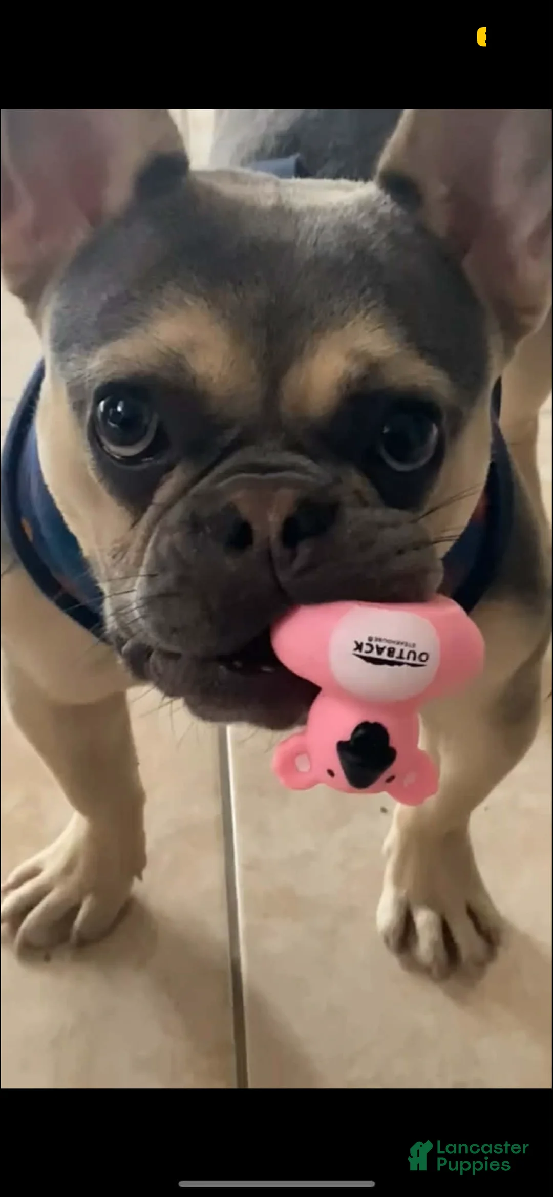 French Bulldog dogs for sale: Chanel French Bulldog  - Ad 1