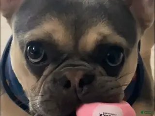 French Bulldog dogs Chanel French Bulldog - Ad 34