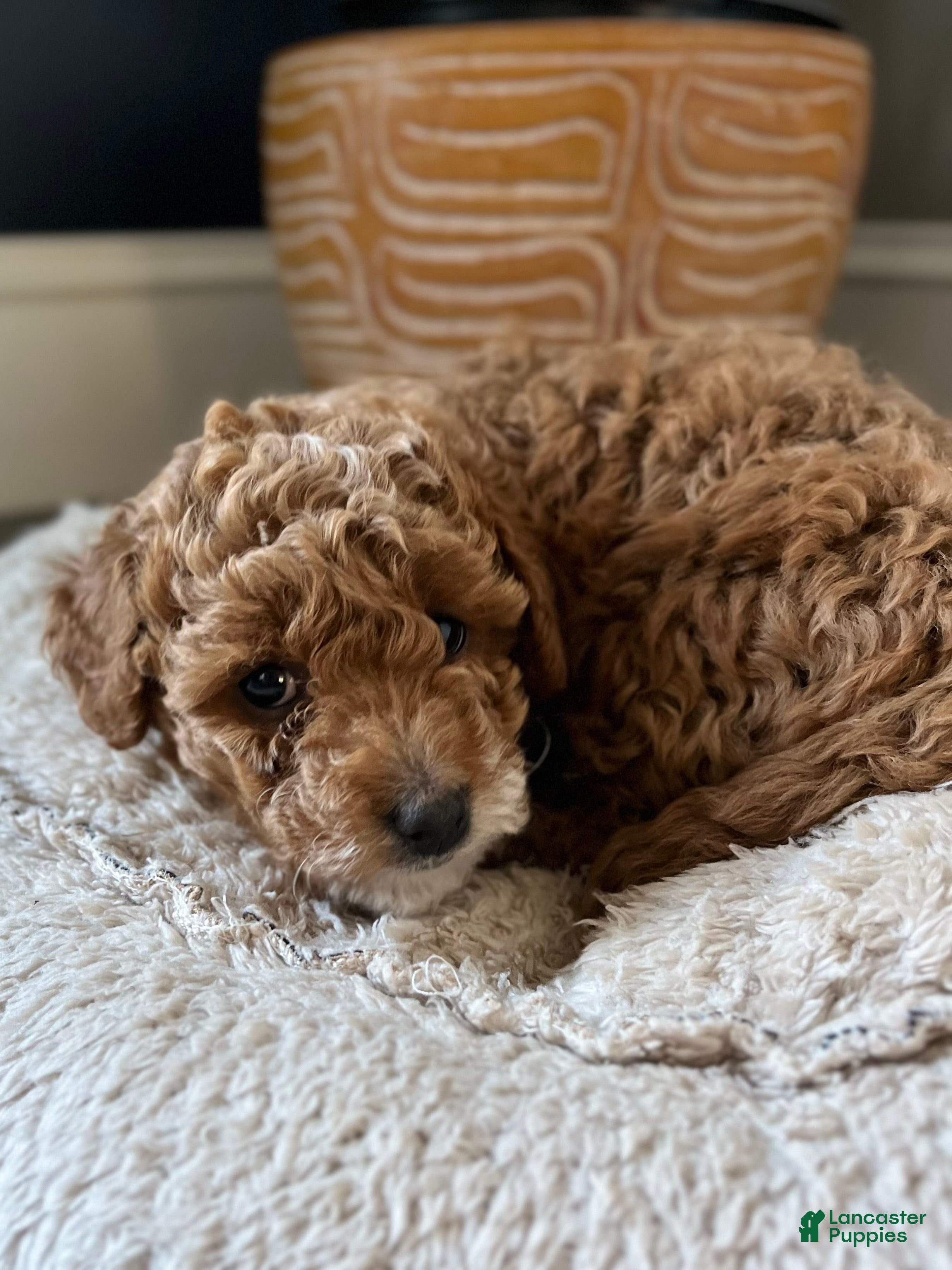 Cavapoo dogs for sale: Nola  - Ad 2