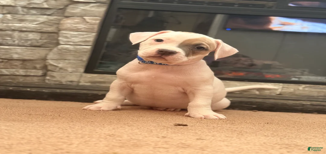 Gallery Image {{count}}