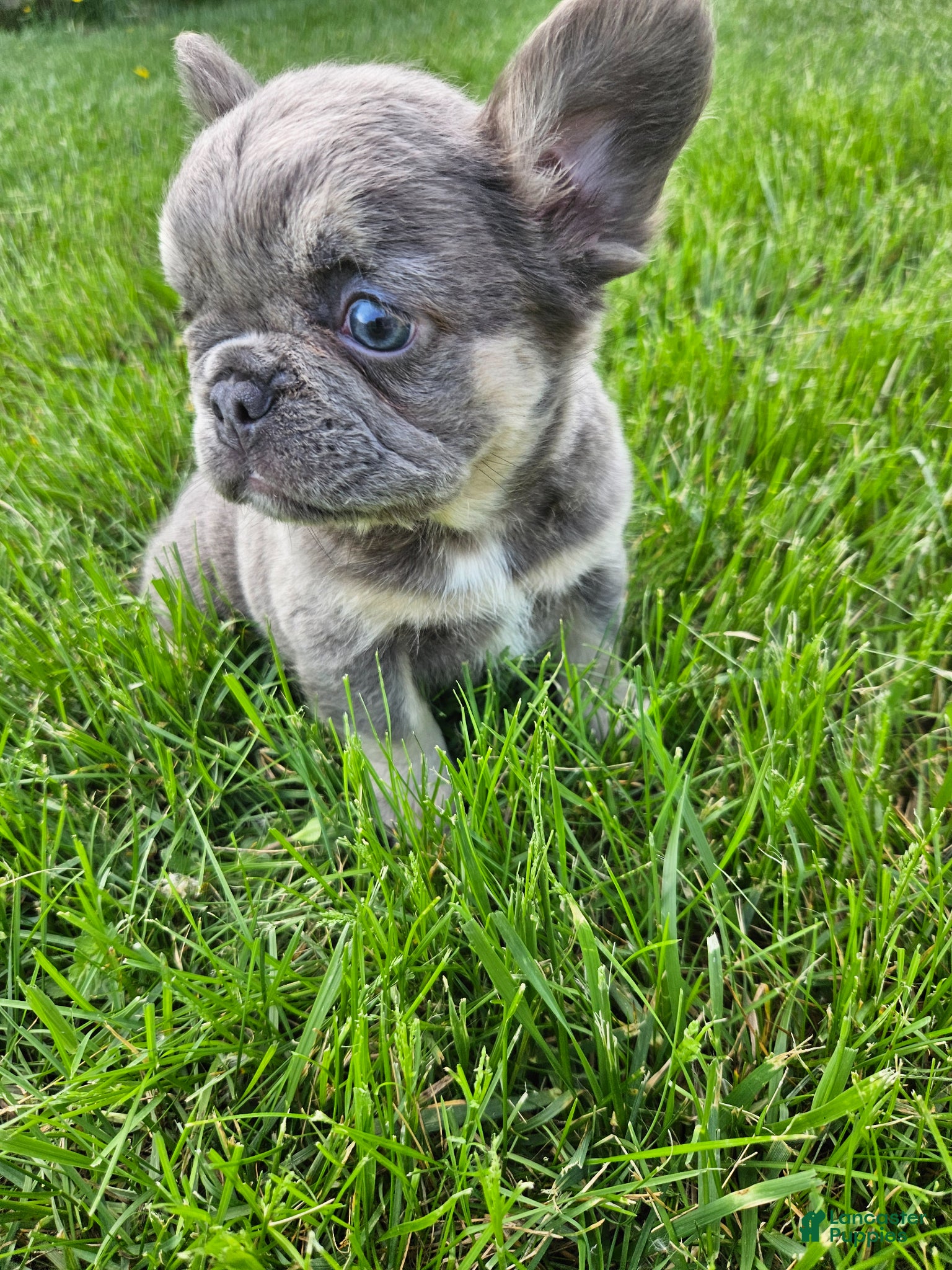 French Bulldog dogs Winnie - Ad 2