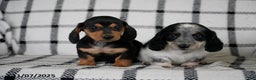 Miniature Dachshund dogs for sale: Domino - Ad 4