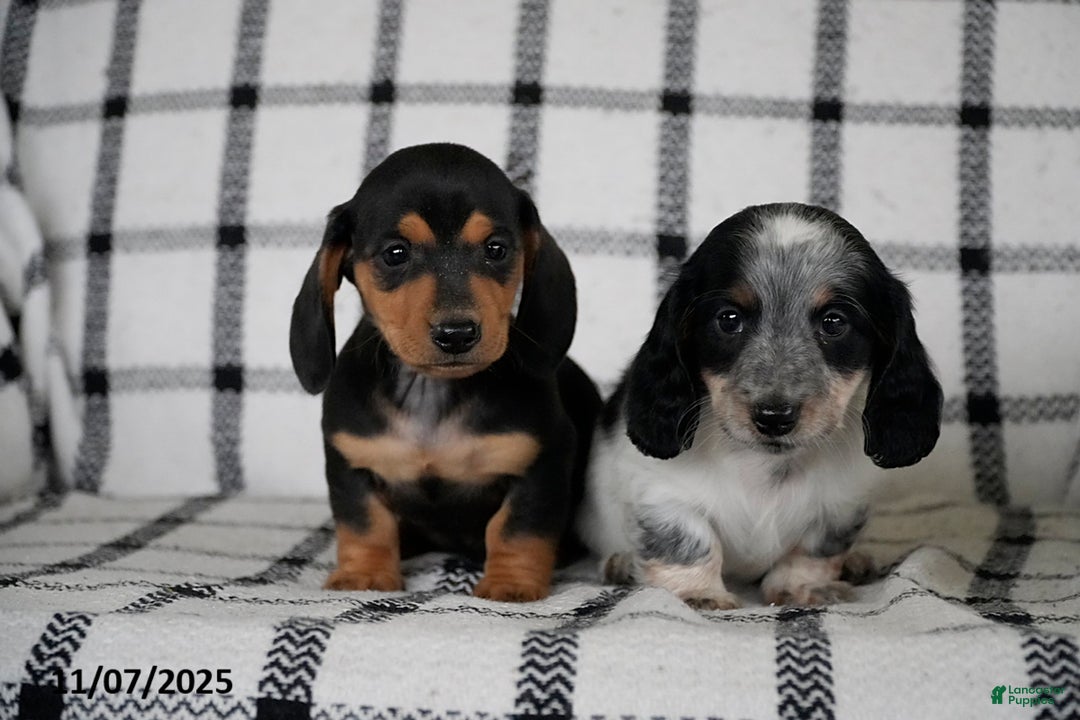 Miniature Dachshund dogs for sale: Domino - Ad 4