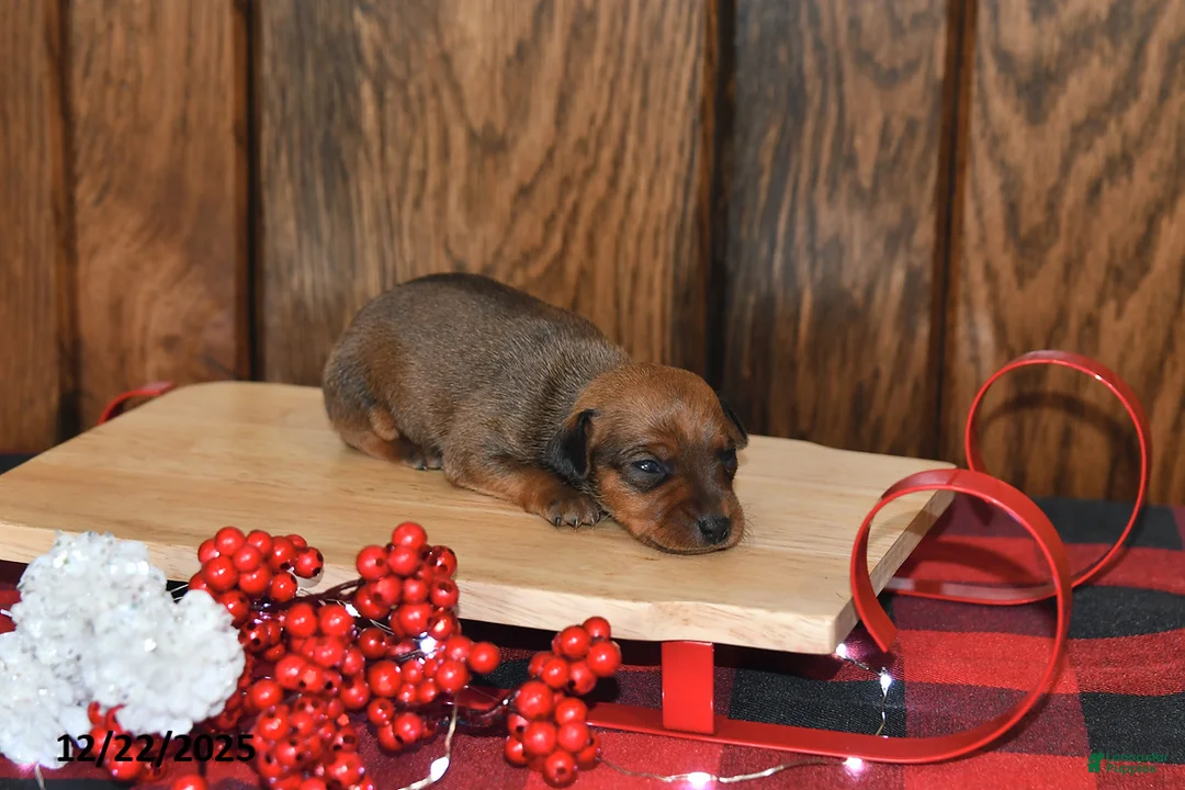Miniature Pinscher dogs for sale: Ace - Ad 8