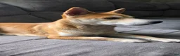 Shiba Inu dogs for sale: Shiba Inu Puppy 1 - Ad 18