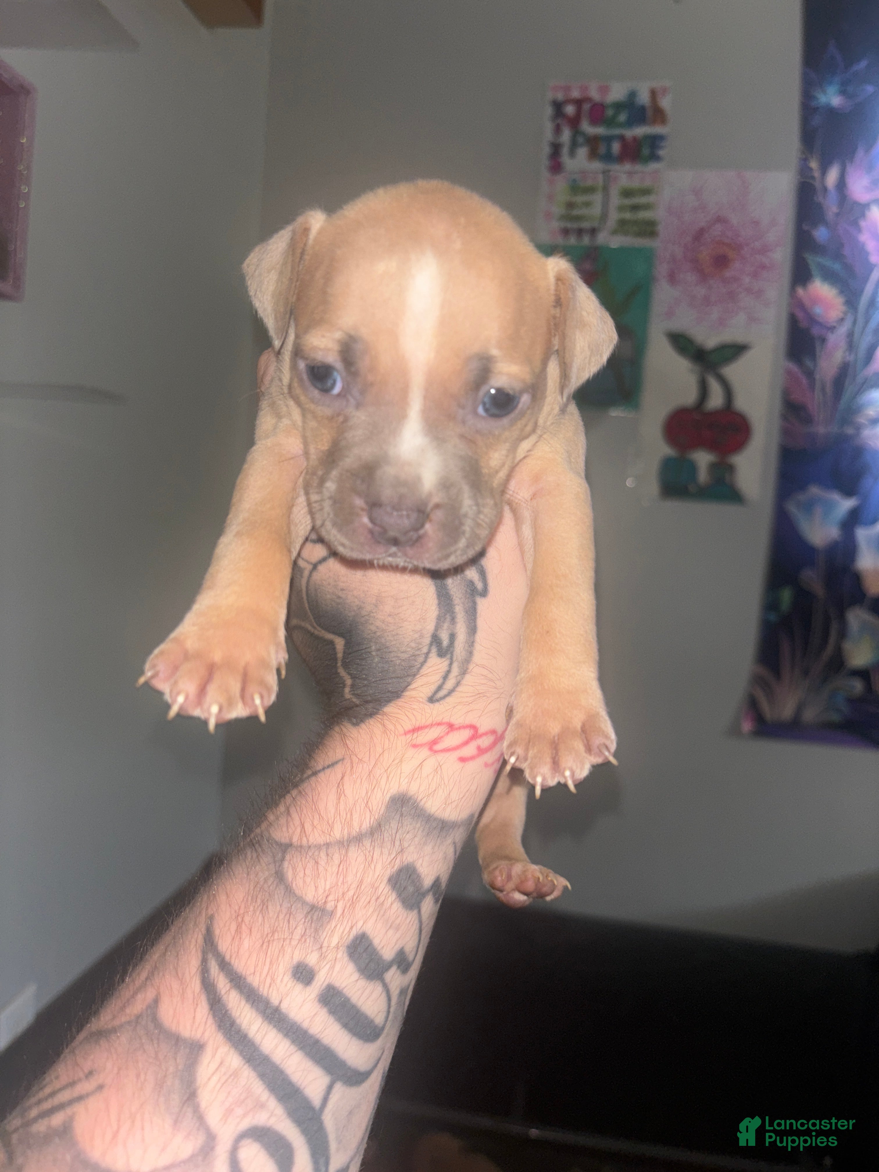 Mixed Breed dogs Mixed Breed 6 - Ad 16