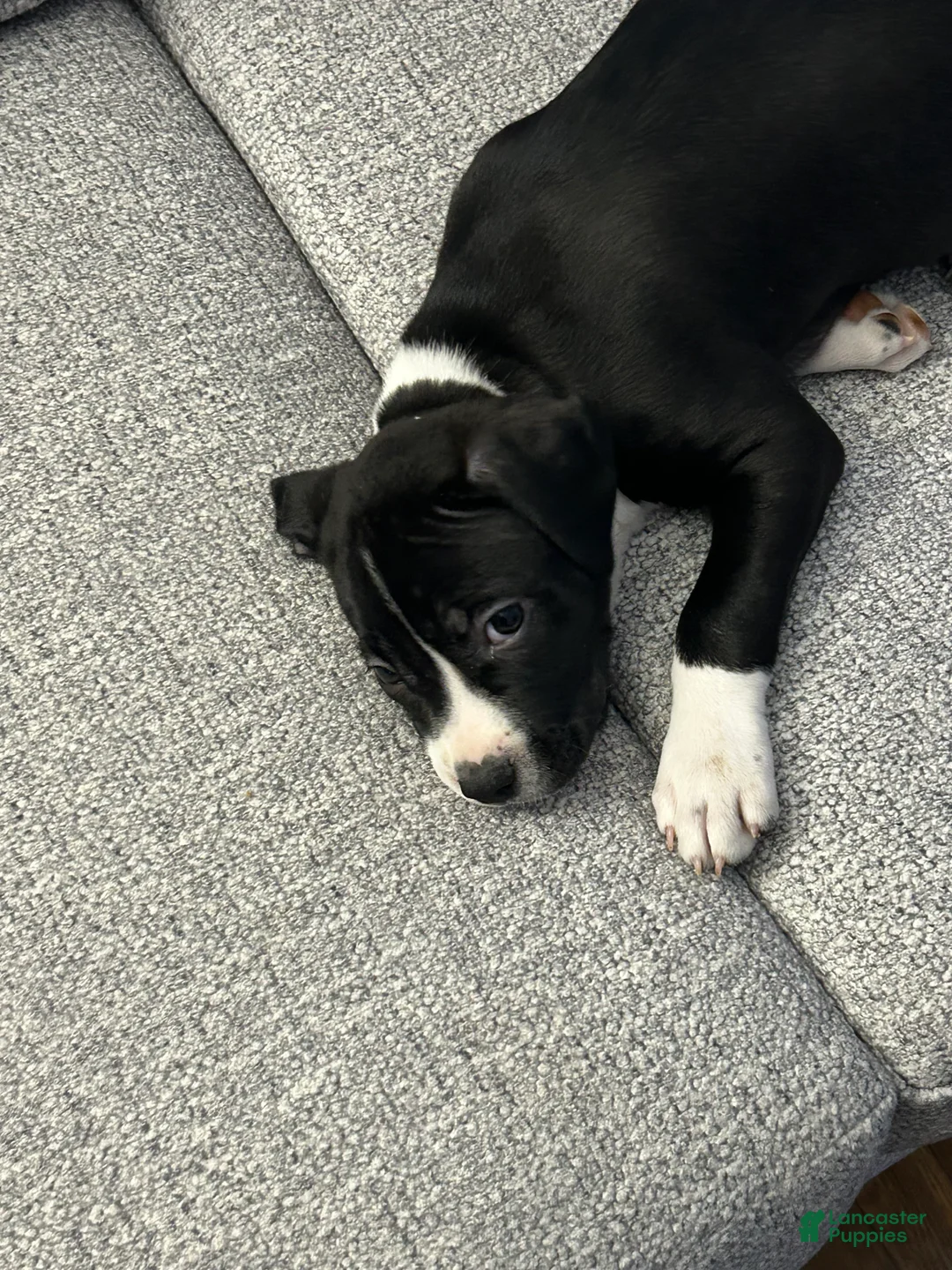 American Pit Bull Terrier dogs for sale: American Pit Bull Terrier Puppy 3 - Ad 1