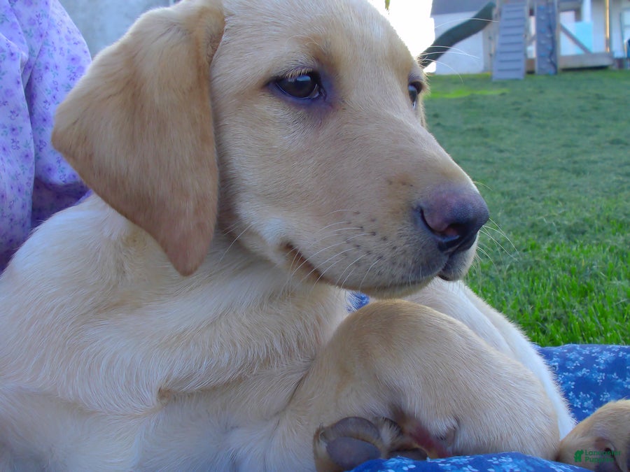 Labrador Retriever dogs Brooklyn - Ad 1