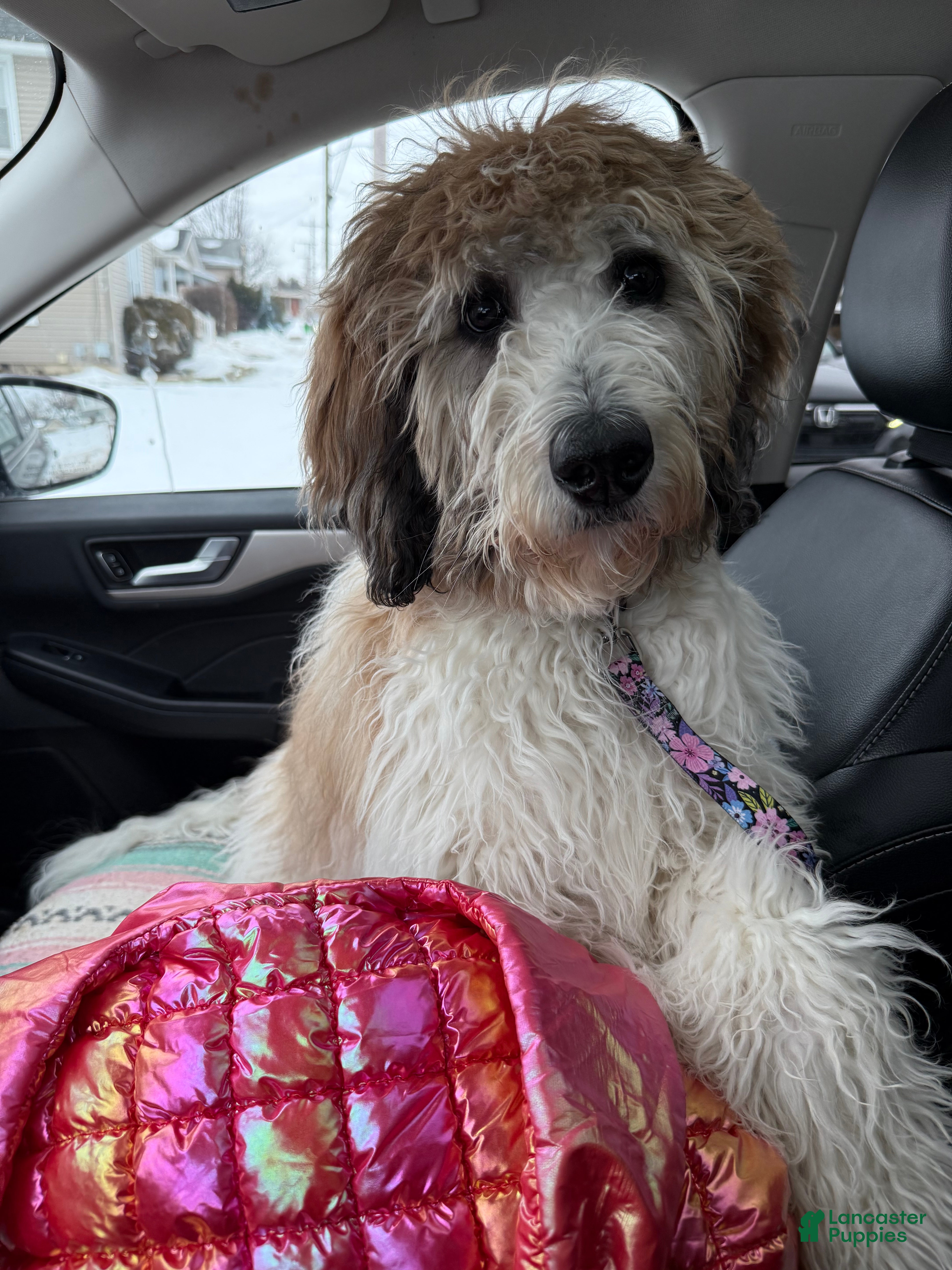 Saint Berdoodles dogs Saint Berdoodle 6mo Puppy - Ad 11
