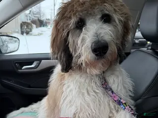 Saint Berdoodles dogs Saint Berdoodle 6mo Puppy - Ad 11