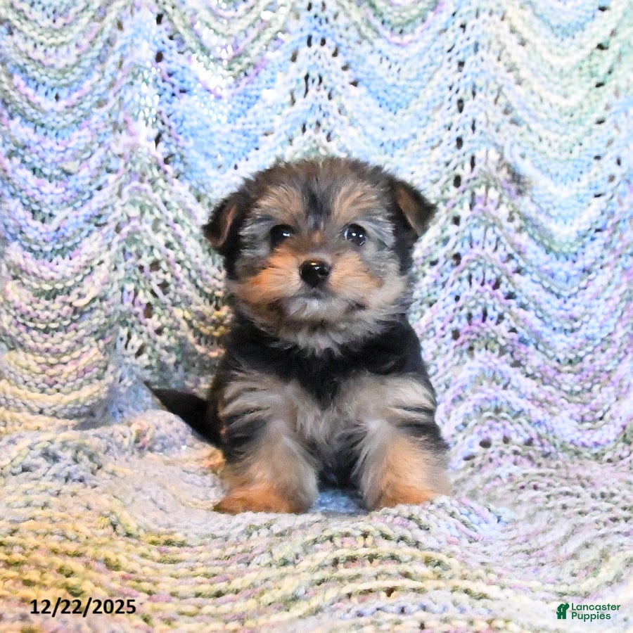 Yorkiepoo dogs Addy - Ad 19