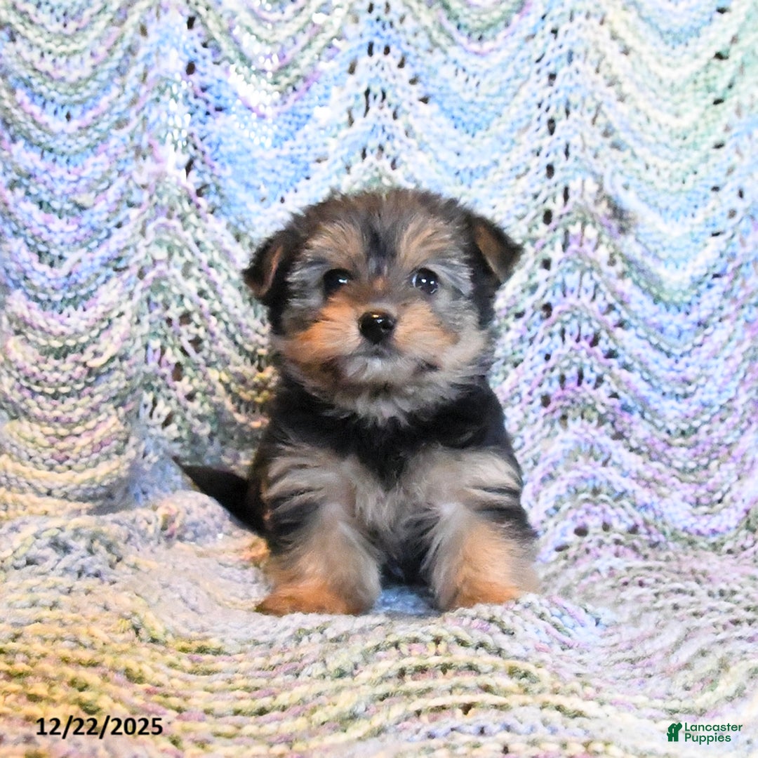 Yorkiepoo dogs for sale: Addy - Ad 1