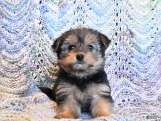 Yorkiepoo dogs Addy - Ad 19