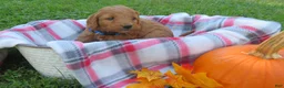 Mini Goldendoodle dogs for sale: Cappuccino  - Ad 3