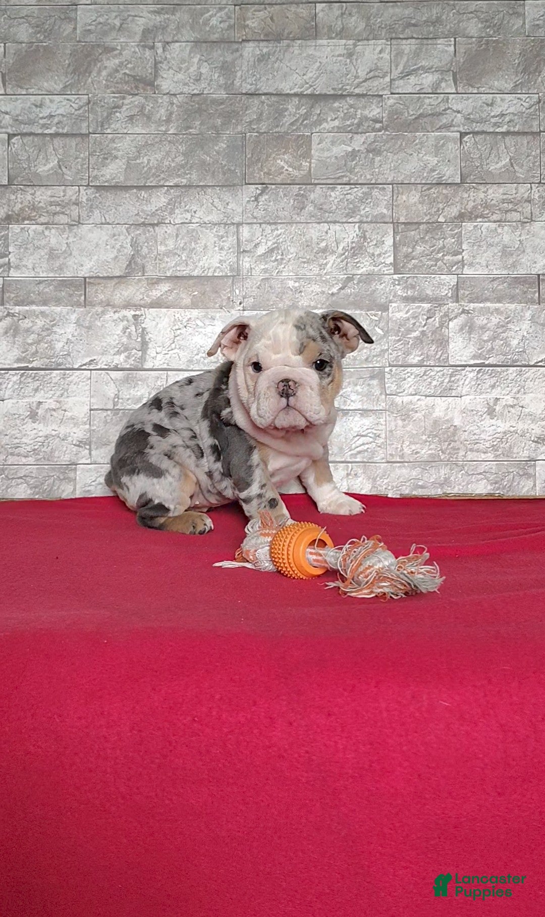 English Bulldog dogs Renae - Ad 3