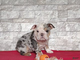 English Bulldog dogs Renae - Ad 3