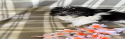 Maltipom dogs for sale: Maltipom 1 - Ad 5