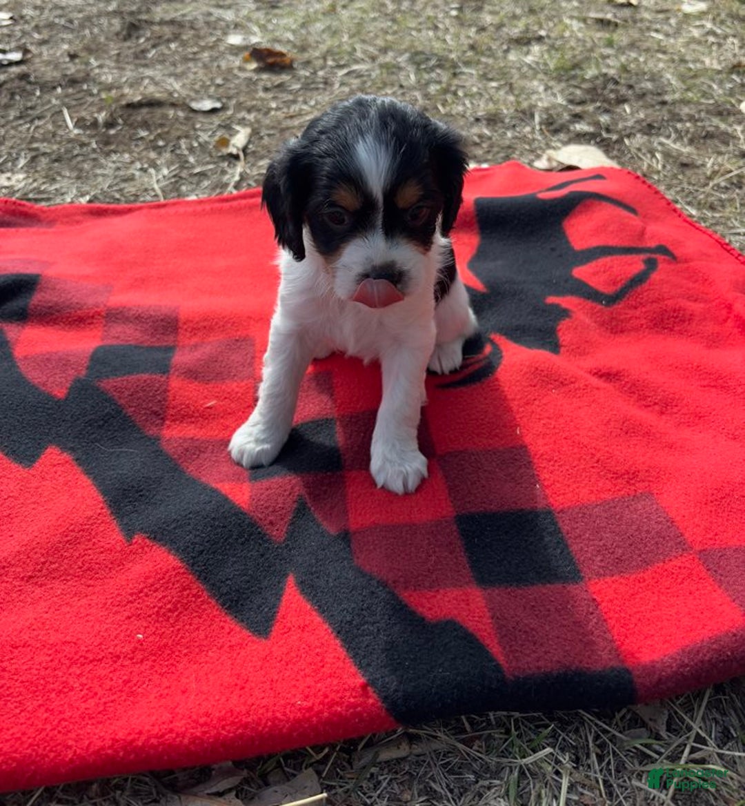 Cavapoo dogs for sale: Tuffy - Ad 2