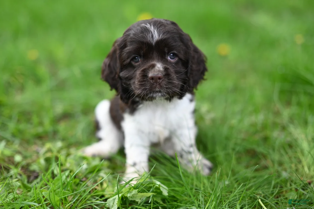 Cocker Spaniel dogs for sale: Arlee - Ad 1