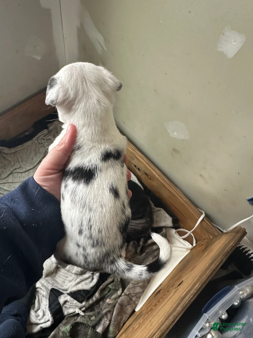 Pug dogs for sale: Lila - Ad 1