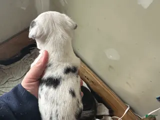 Pug dogs for sale: Lila - Ad 4