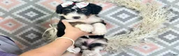 Bernedoodle dogs for sale: Indie - Ad 3