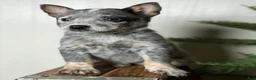 Australian Cattle Dog dogs for sale: Australian Cattle Dog Puppy 1 - Ad 4