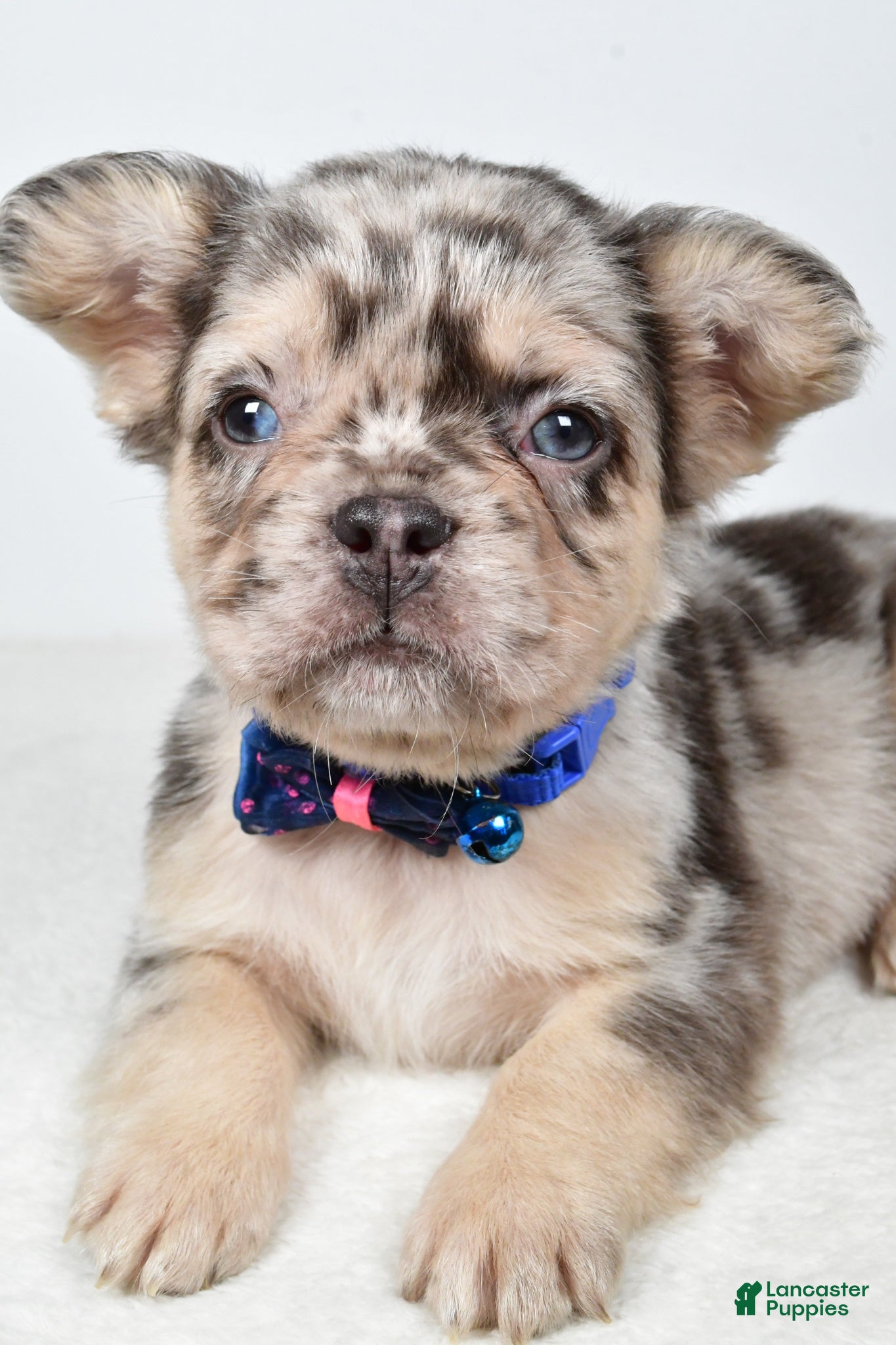 French Bulldog dogs Chester - Ad 2