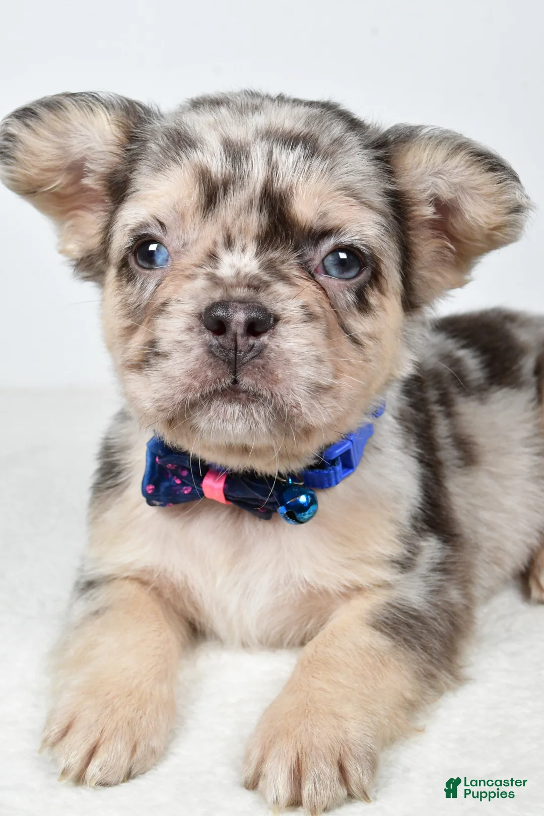 French Bulldog dogs for sale: Chester - Ad 2